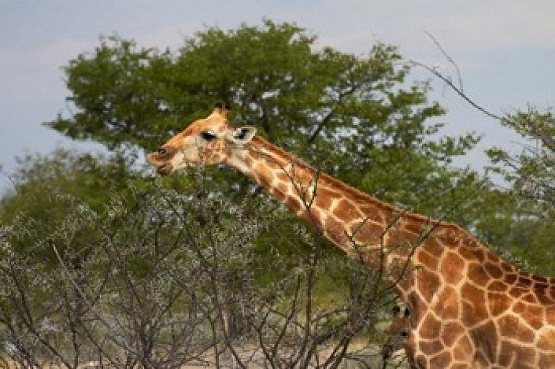 Giraffe Namibia Canvas Art - David Wall DanitaDelimont (24 x 15)