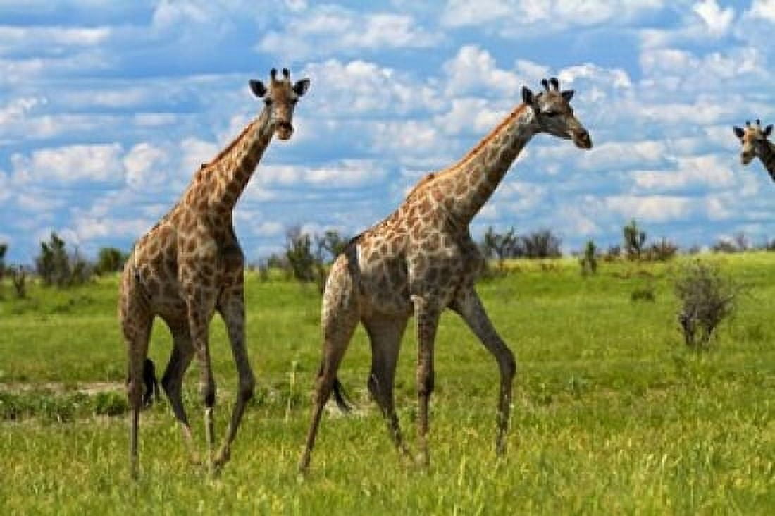 Giraffe Nxai Pan National Park Botswana Africa Canvas Art - David Wall DanitaDelimont (24 x 15)