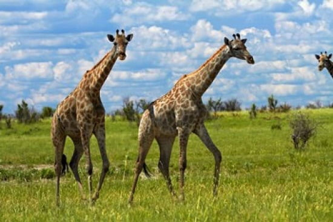 Giraffe Nxai Pan National Park Botswana Africa Canvas Art - David Wall DanitaDelimont (35 x 24)