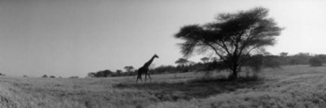 Giraffe On The Plains Kenya Africa Canvas Art - Panoramic Images (18 x 6)