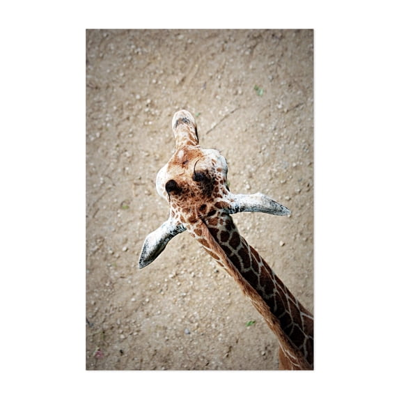 Giraffe - Photography Wildlife Animal Nature Desert Unframed Wall Art Print 8 x 12 inches