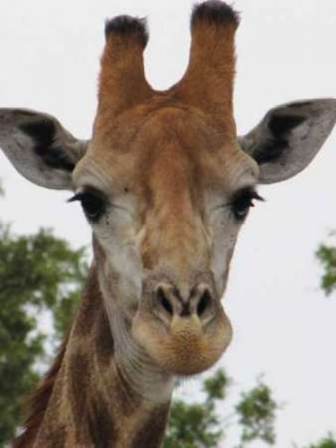 Giraffe Portrait III Canvas Art - Dana Underdahl (18 x 24)