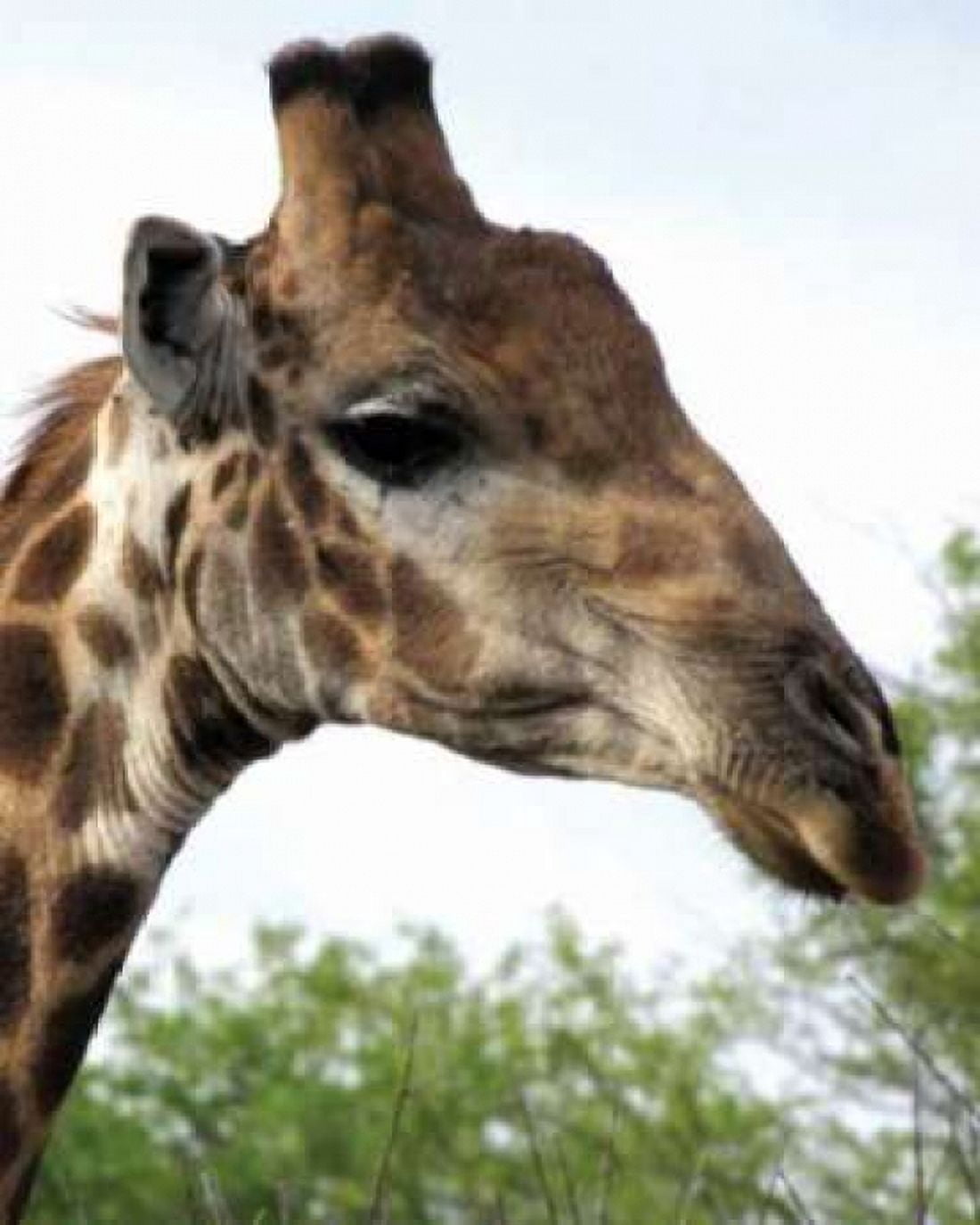 Giraffe Portrait IV Canvas Art - Dana Underdahl (22 x 28)
