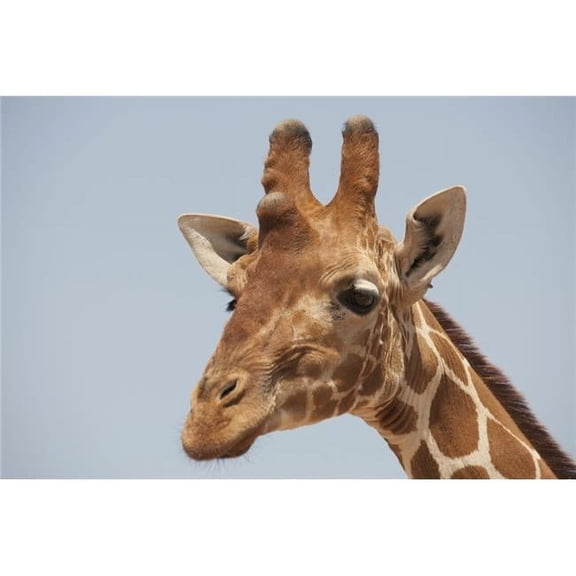 Giraffe Poster Print
