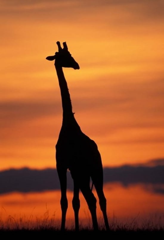 Giraffe Silhouetted Masai Mara Game Reserve Kenya Canvas Art - Paul Souders DanitaDelimont (12 x 17)