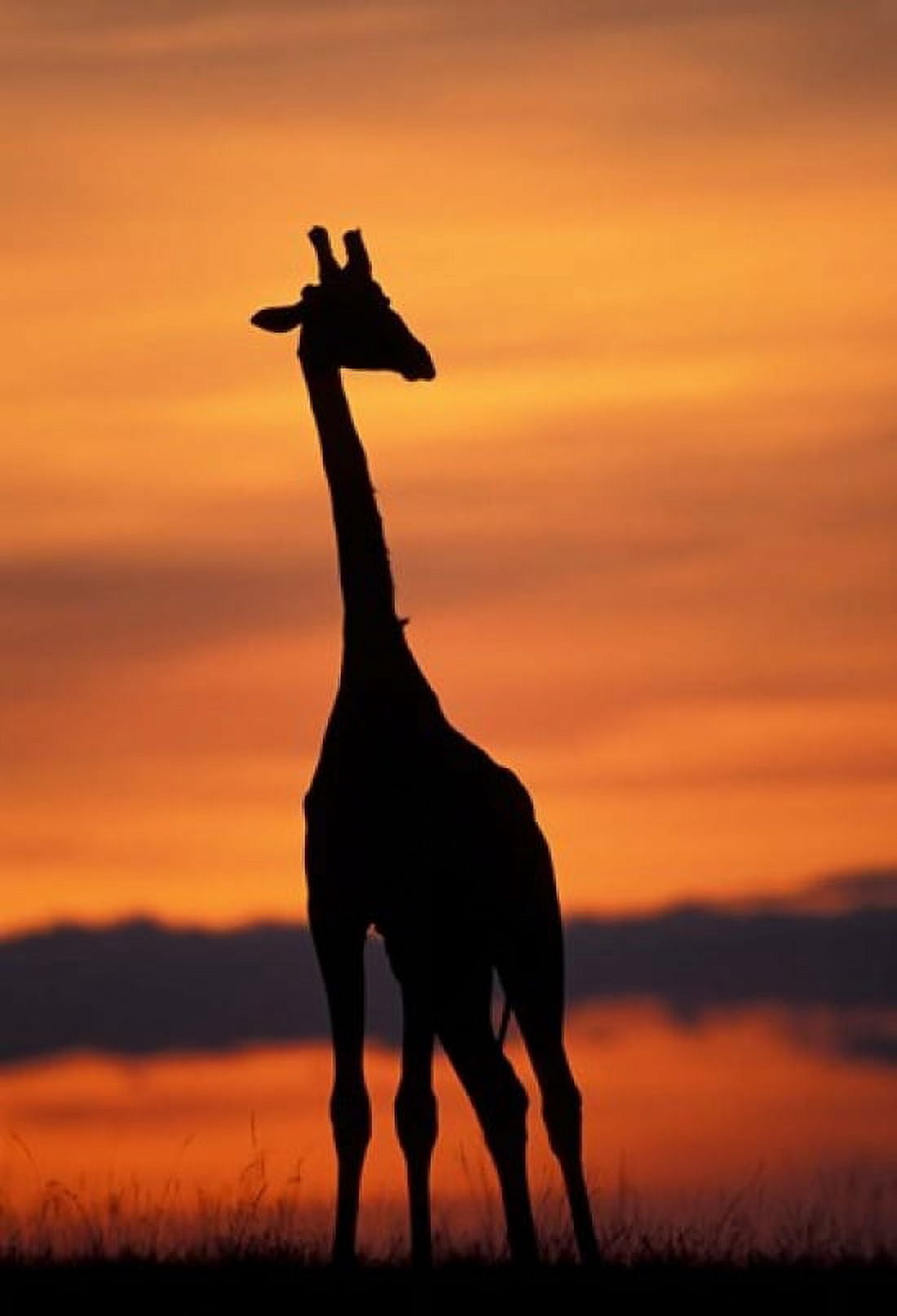 Giraffe Silhouetted Masai Mara Game Reserve Kenya Canvas Art - Paul Souders DanitaDelimont (24 x 36)