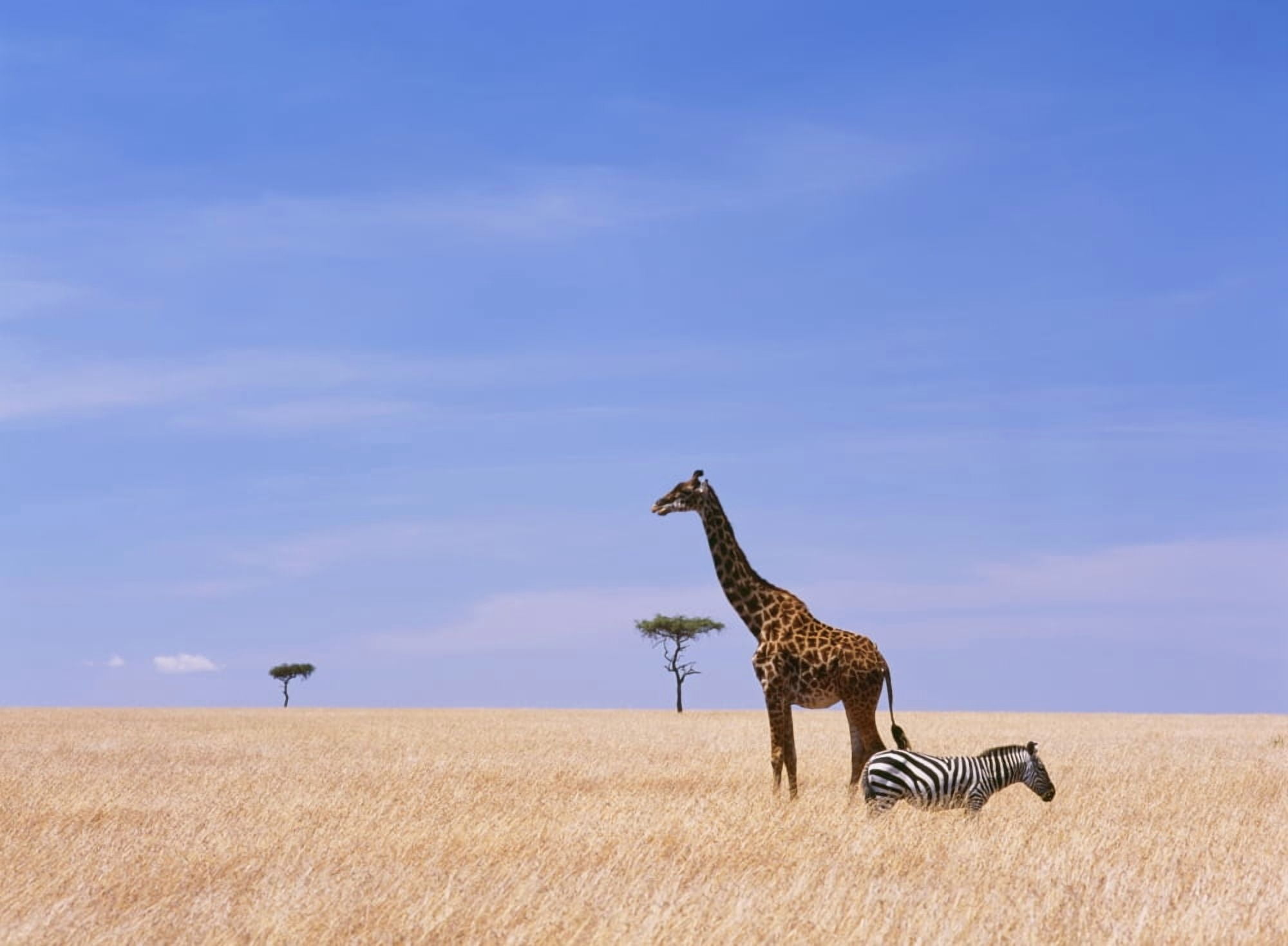 Giraffe Standing In Dry Grass On The Plains Of The Masai Mara Game Reserve Canvas Art - Ian Cumming Design Pics (18 x 13)