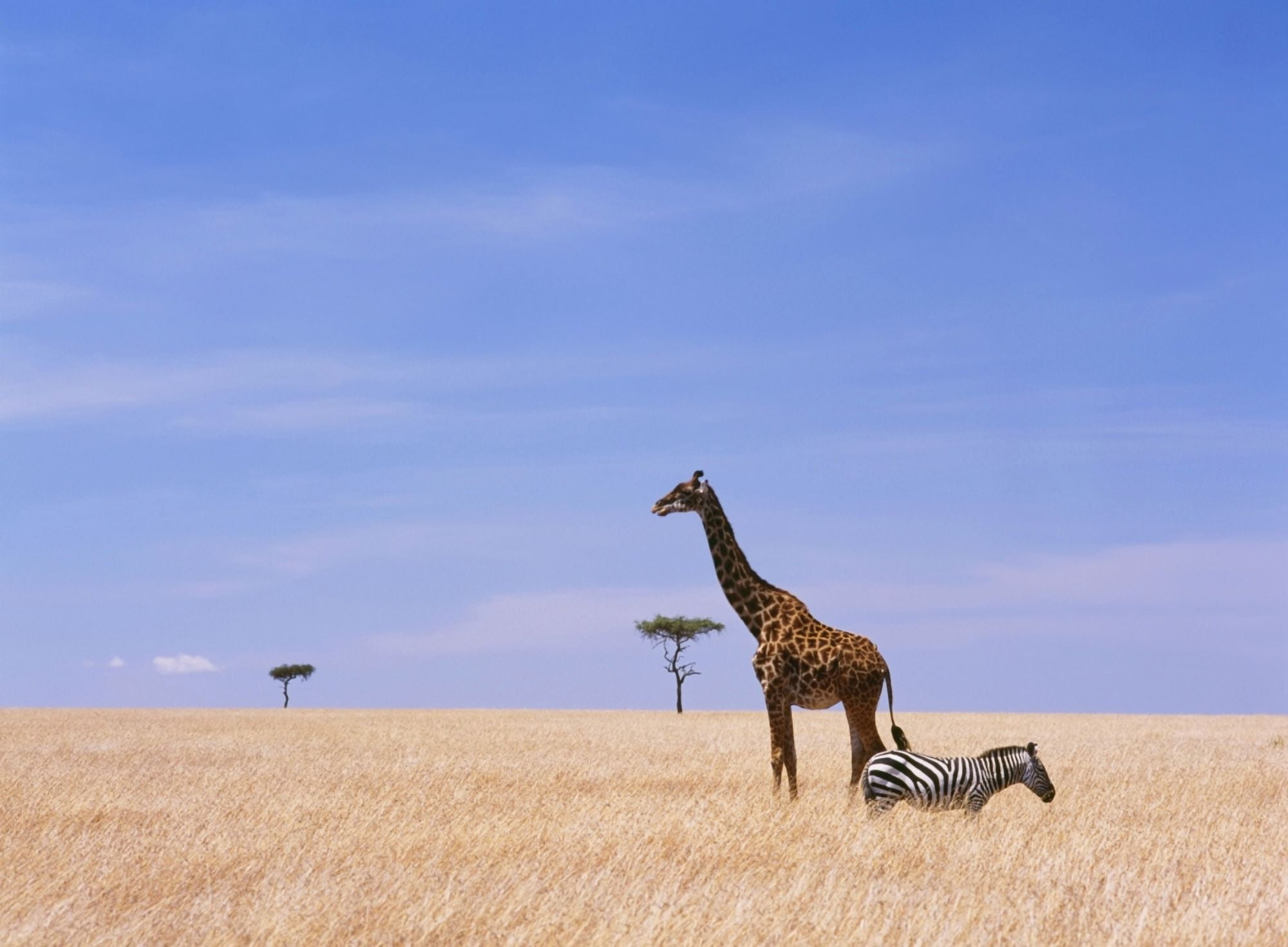 Giraffe Standing In Dry Grass On The Plains Of The Masai Mara Game Reserve Canvas Art - Ian Cumming Design Pics (36 x 26)