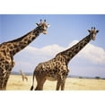 thumbnail image 1 of Giraffe Standing In Dry Grass On The Plains Of The Masai  Mara Game Reserve Poster Print, 1 of 2