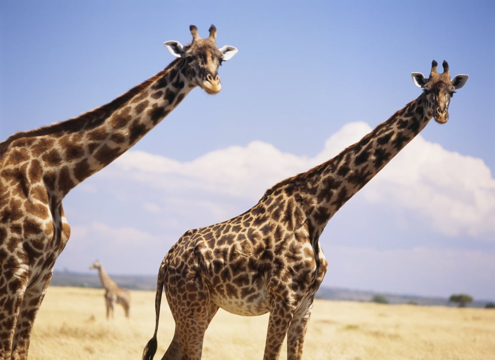 Giraffe Standing In Dry Grass On The Plains Of The Masai (Masai) Mara Game Reserve Canvas Art - Ian Cumming Design Pics (18 x 13)