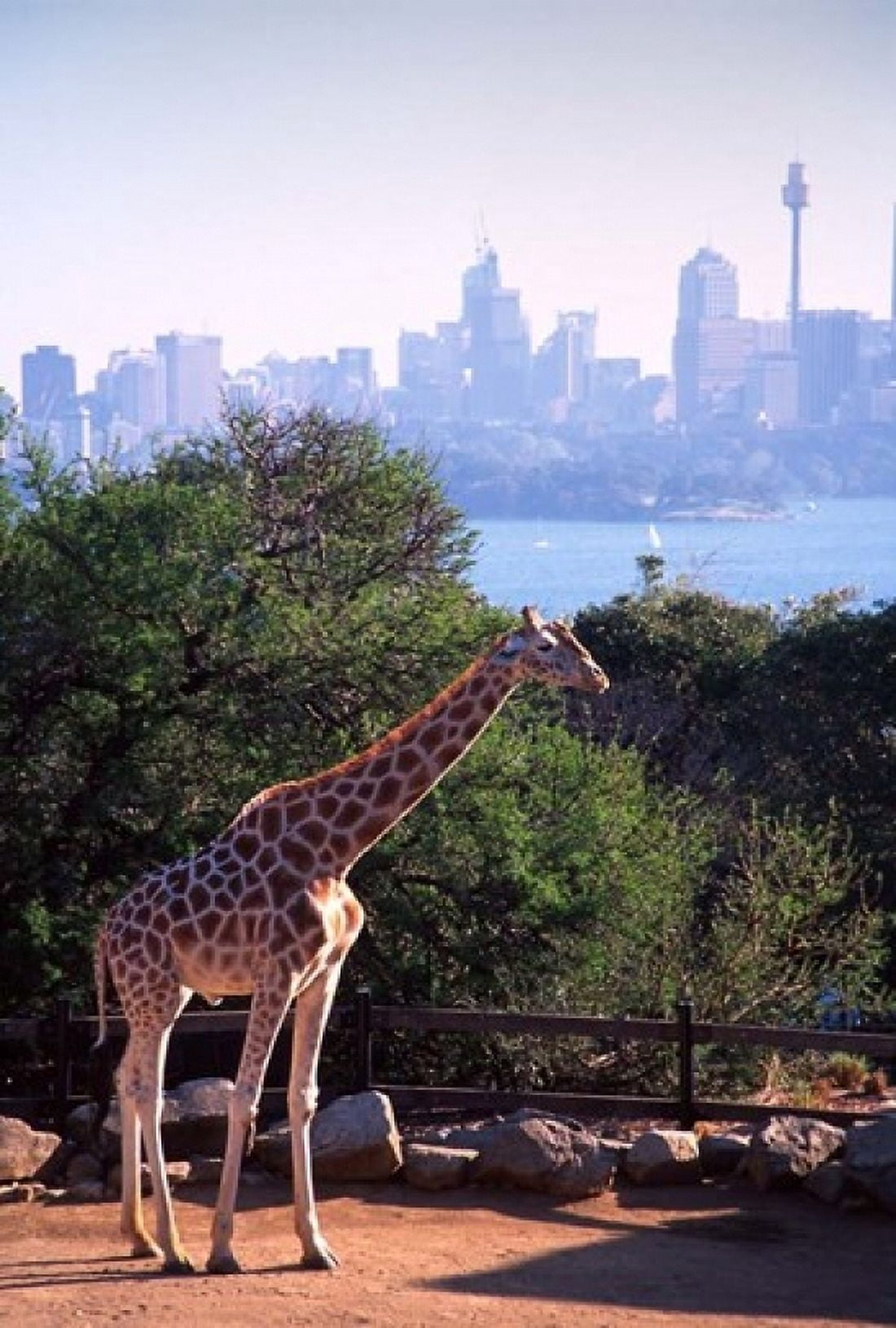 Giraffe Taronga Zoo Sydney Australia Canvas Art - David Wall DanitaDelimont (24 x 36)