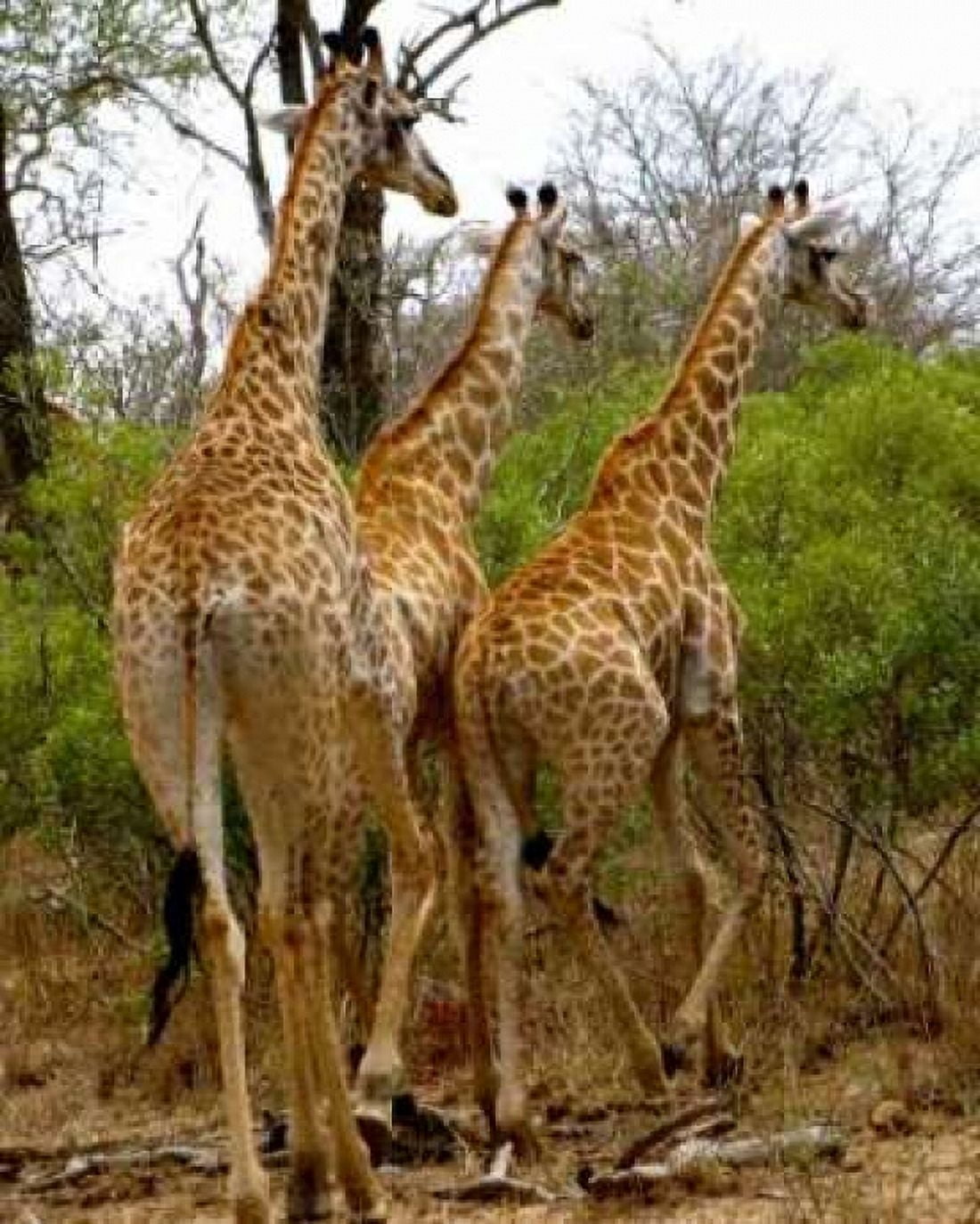 Giraffe Walk II Canvas Art - Dana Underdahl (22 x 28)