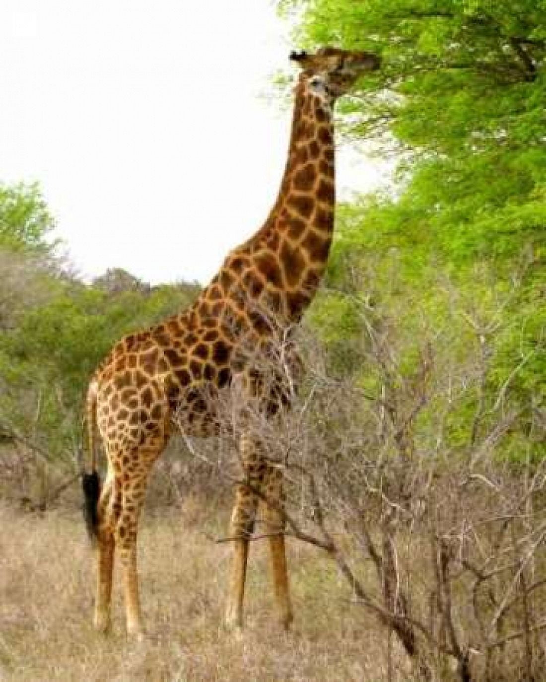 Giraffe Walk III Canvas Art - Dana Underdahl (20 x 24)
