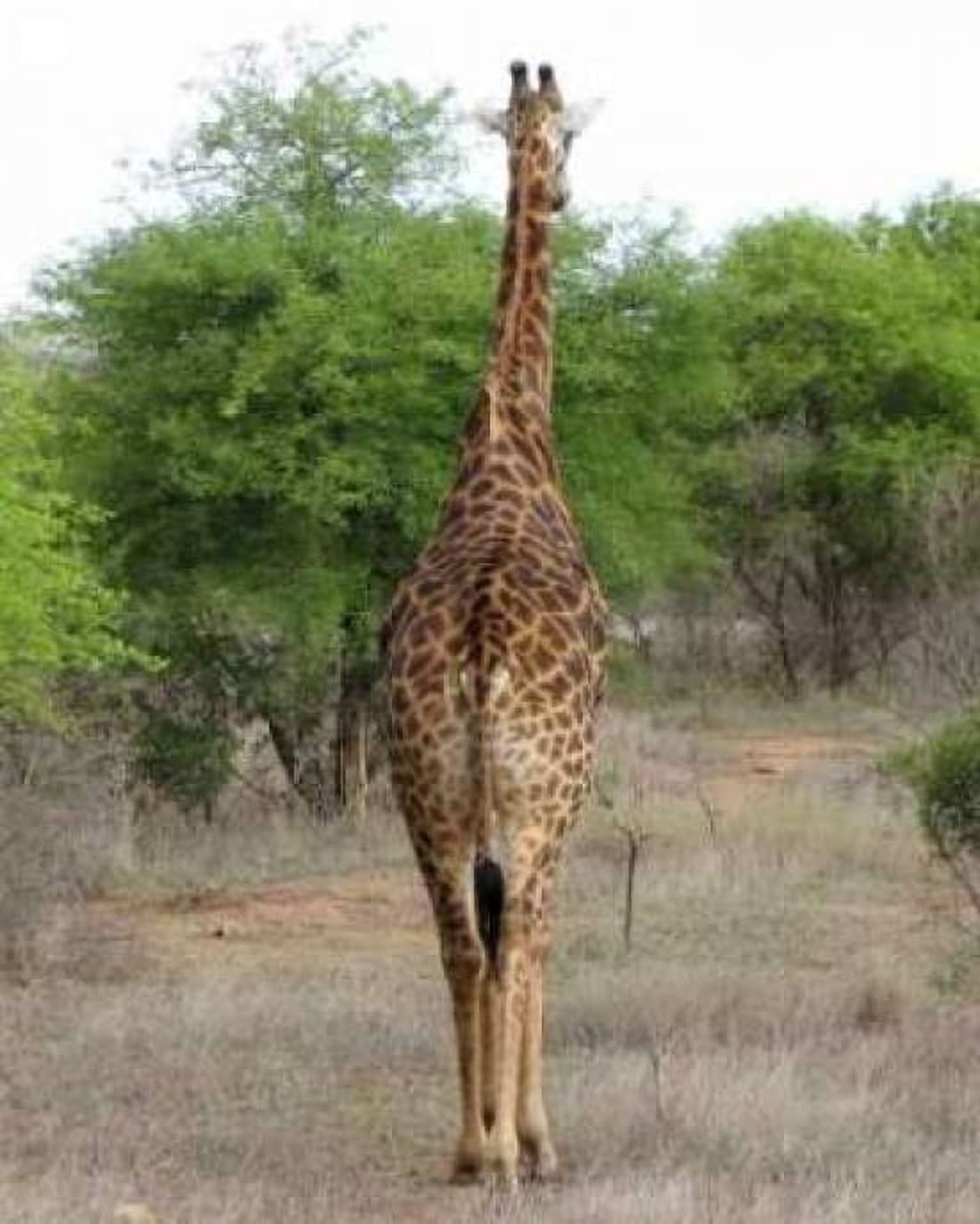 Giraffe Walk IV Canvas Art - Dana Underdahl (22 x 28)
