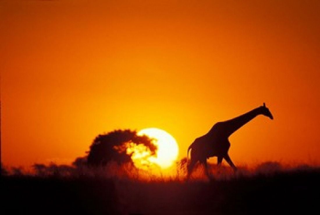 Giraffe Walks Past Setting Sun Chobe River Chobe National Park Botswana Canvas Art - Paul Souders DanitaDelimont (36 x 25)