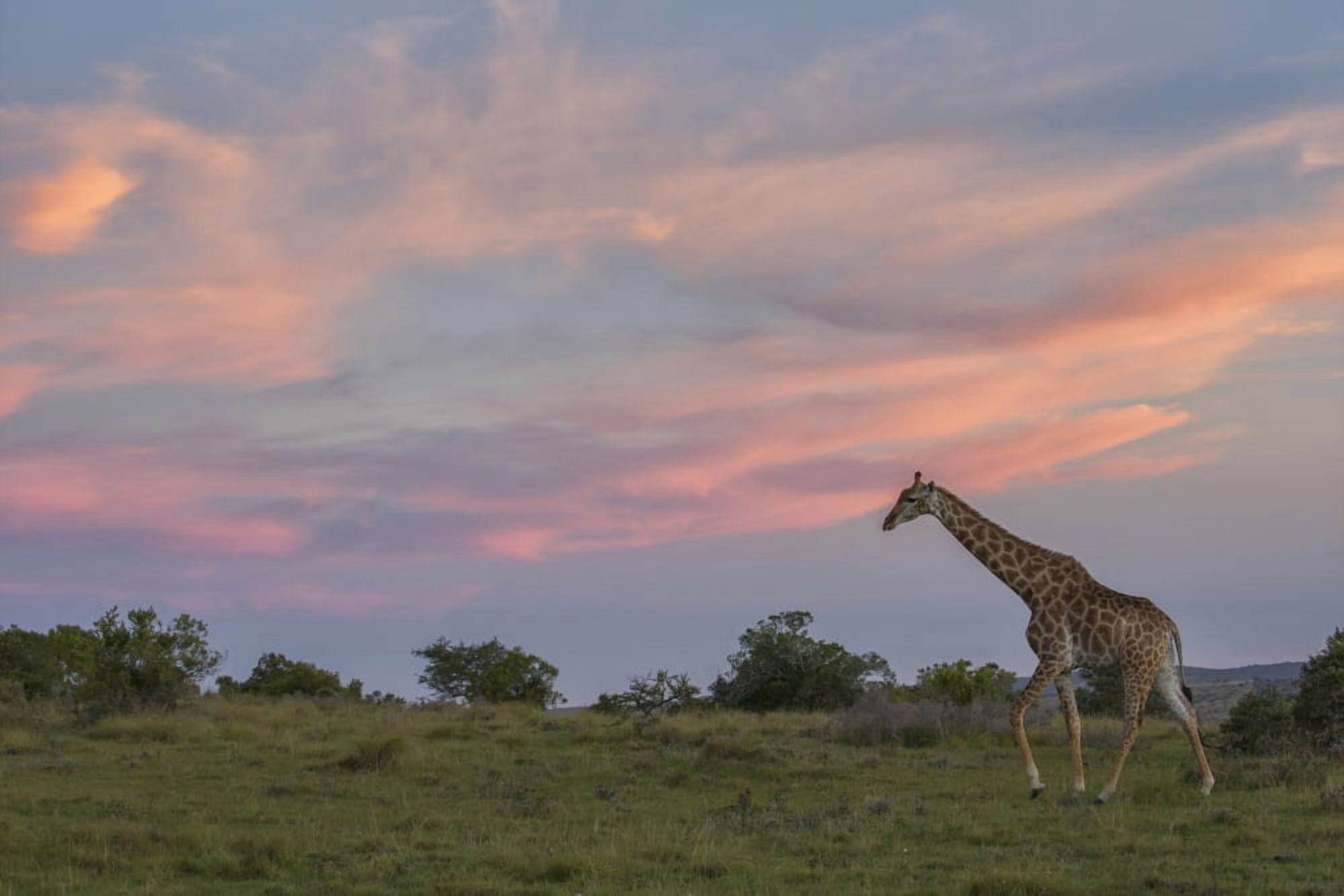 Giraffe at sunset South Africa Canvas Art - Robert Postma Design Pics (19 x 12)