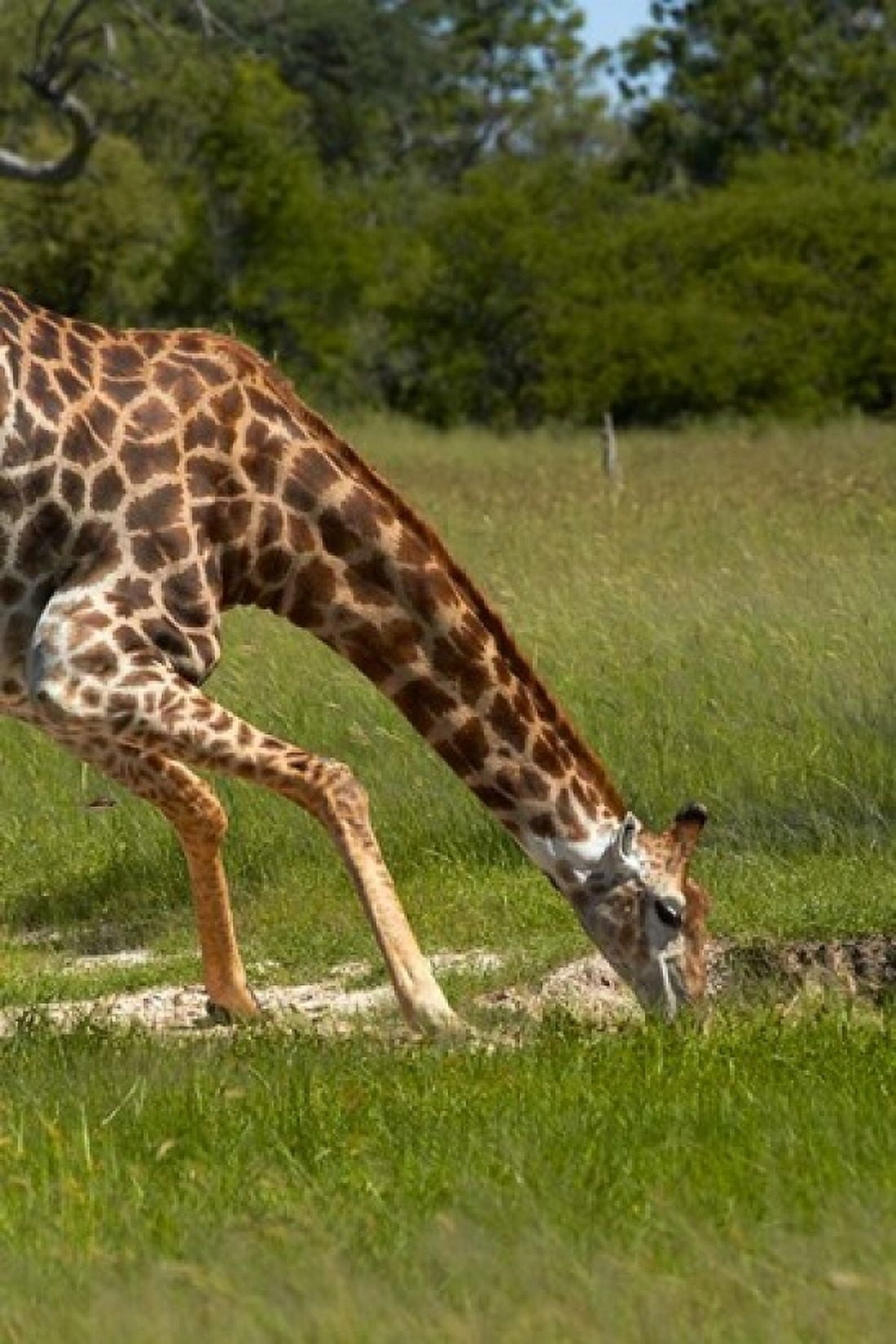 Giraffe drinking Giraffa camelopardalis Hwange NP Zimbabwe Africa Canvas Art - David Wall DanitaDelimont (12 x 17)