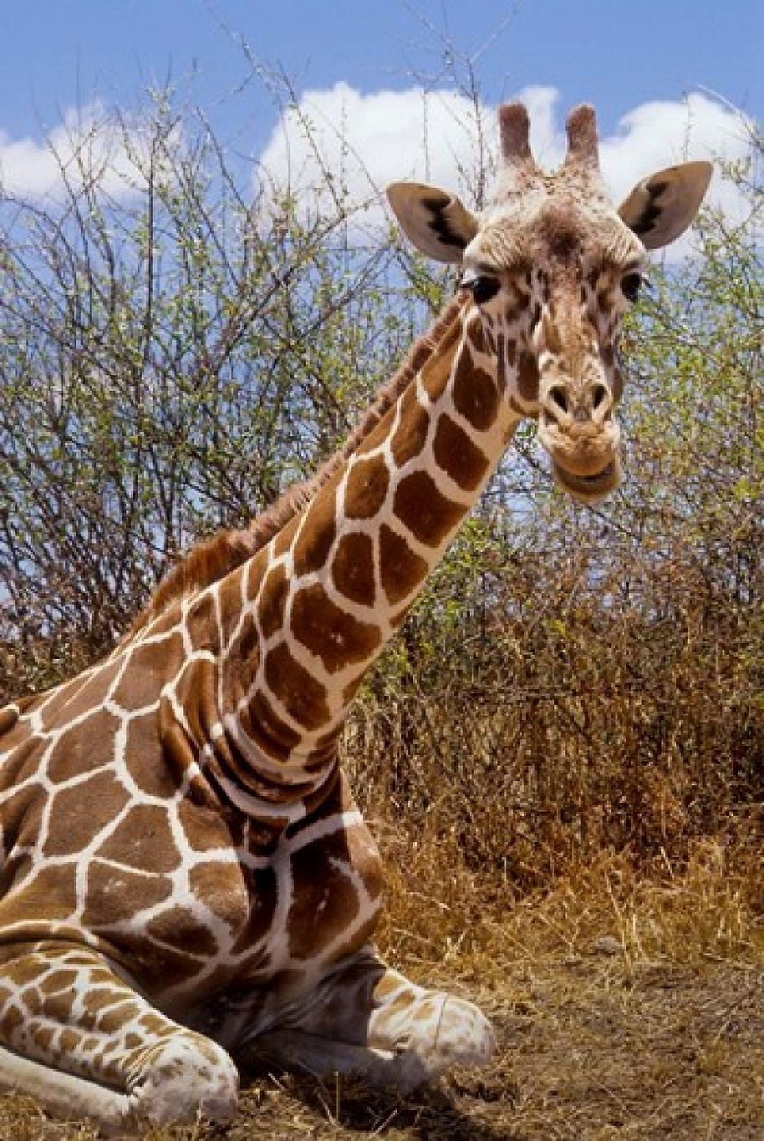Giraffe lying down Loisaba Wilderness Laikipia Plateau Kenya Canvas Art - Alison Jones DanitaDelimont (23 x 34)