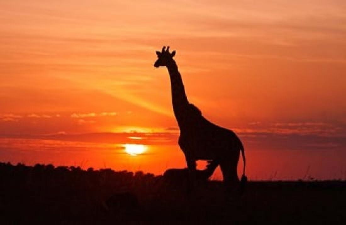 Giraffe suckling young one Maasai Mara Wildlife Reserve Kenya Canvas Art - Jagdeep Rajput DanitaDelimont (27 x 18)