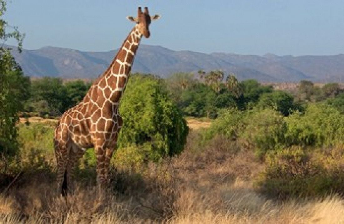 Giraffe walking across plain Kenya Canvas Art - Panoramic Images (36 x 24)