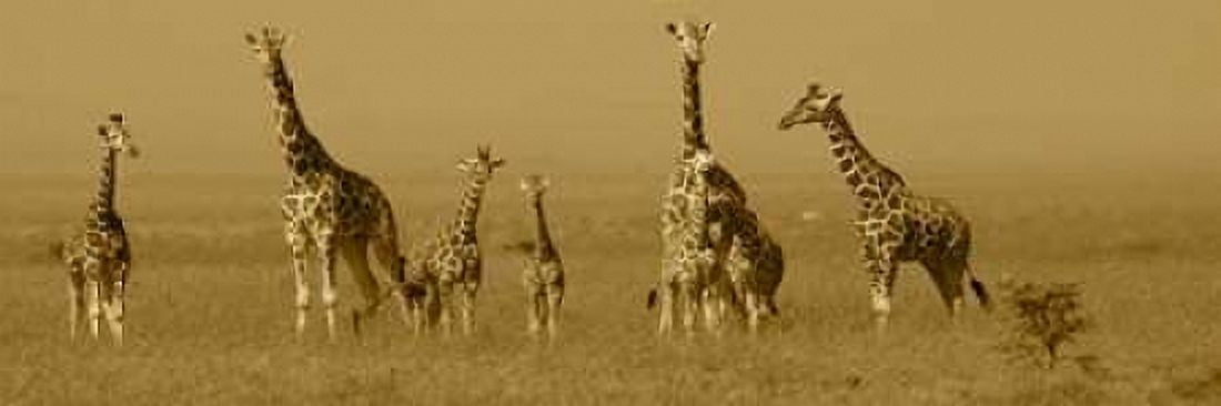 Giraffes Canvas Art - Sarah Farnsworth (8 x 24)
