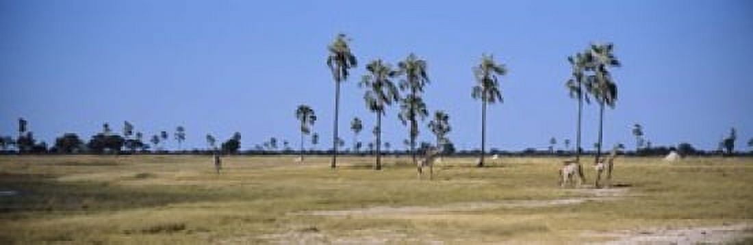 Giraffes (Giraffa camelopardalis) in a national park Hwange National Park Matabeleland North Zimbabwe Canvas Art - Panoramic Images (18 x 6)