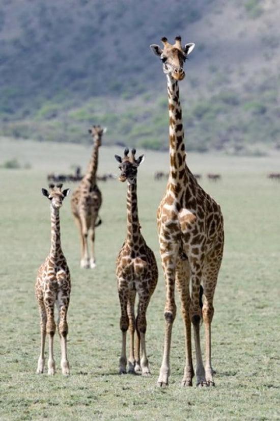 Giraffes (Giraffa camelopardalis) standing in a forest Lake Manyara Tanzania Canvas Art - Panoramic Images (16 x 24)