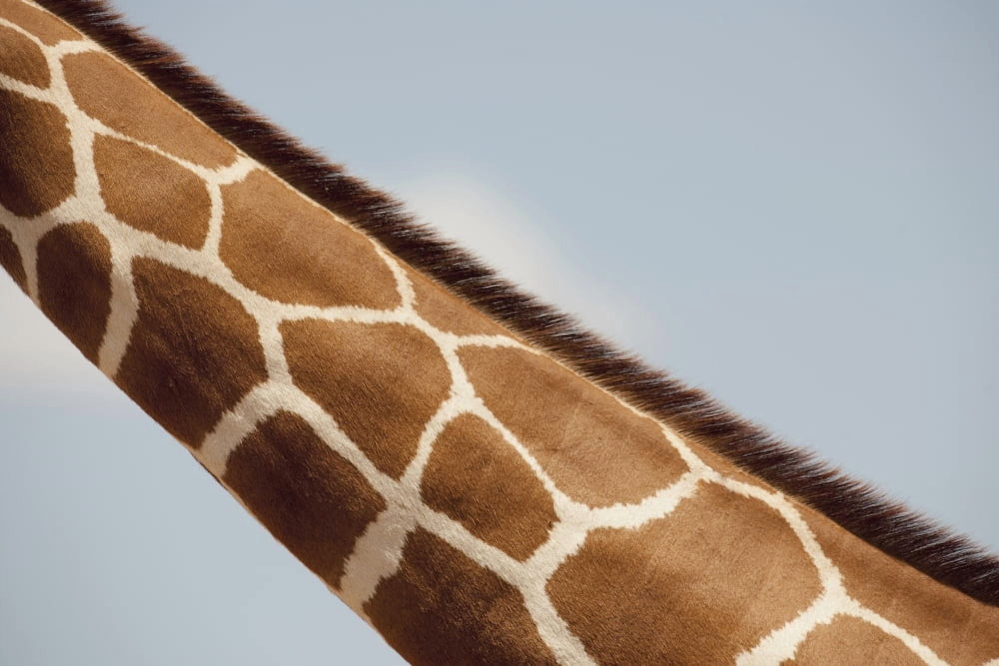 Giraffes Neck Kenya Africa Canvas Art - Keith Levit Design Pics (36 x 24)