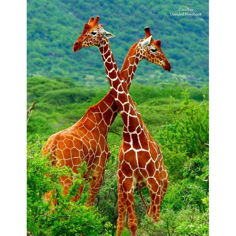 Giraffes Unruled Notebook: Unruled, Blank Notebook. No Lines. No Page Numbers. Glossy Cover with Image on Front and Back. Full Size at 8. 5 X 11 Inches. Great for Artwork Or Journals