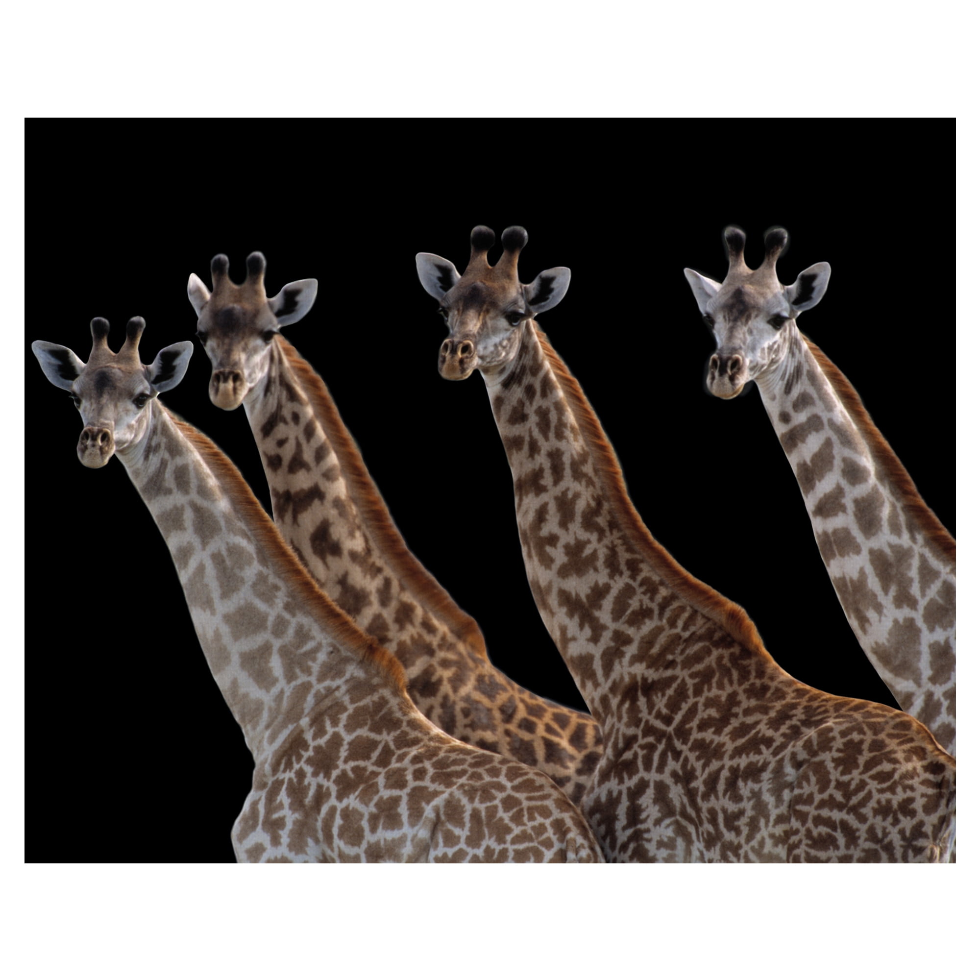 Giraffes in a Row Noir by Staffan Widstrand Giraffe Photo Canvas Art