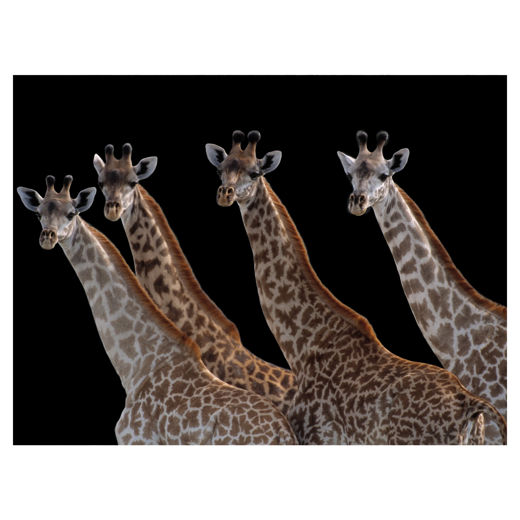 Giraffes in a Row Noir by Staffan Widstrand Giraffe Photo Canvas Art