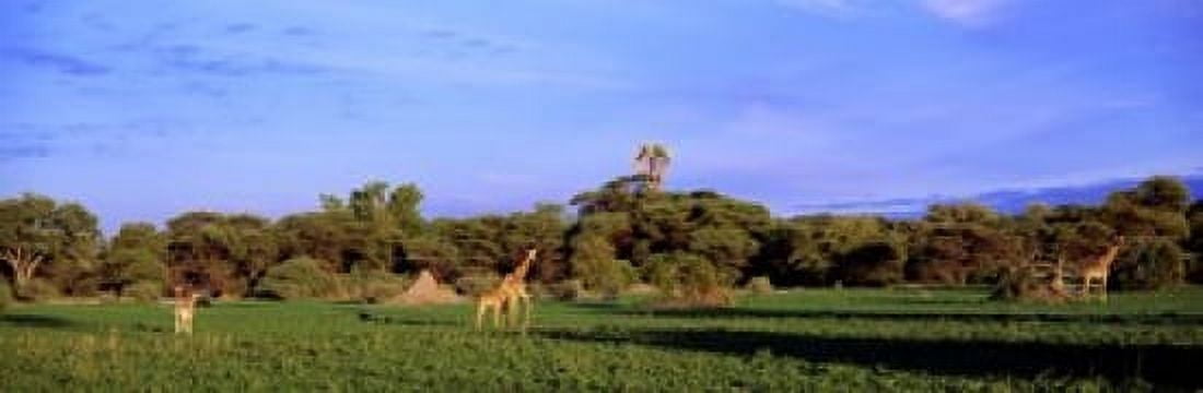 Giraffes in a field Moremi Wildlife Reserve Botswana South Africa Canvas Art - Panoramic Images (18 x 6)