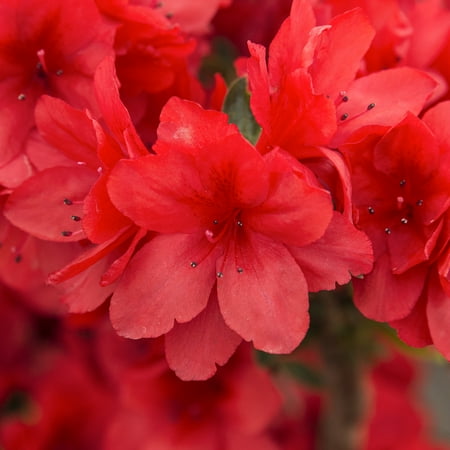 Girard Crimson Azalea Broadleaf Evergreen Flowering Shrub, grown in a 1 Gallon Pot (1-Pack)