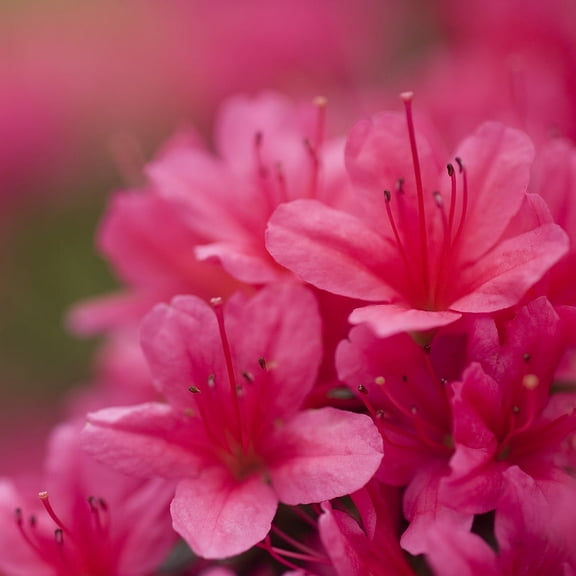 Girard Rose Azalea Broadleaf Evergreen Flowering Shrub, grown in a 2.25 Gallon Pot (1-Pack)