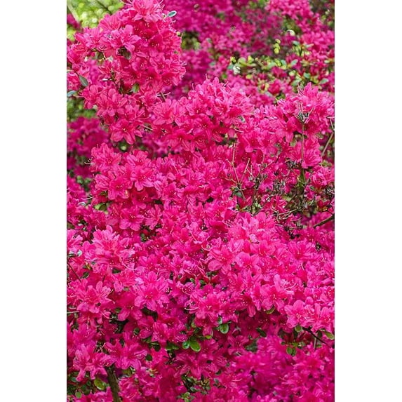 Girard's Renee Michelle Azalea-Evergreen Shrub-Vibrant Pink Blooms 3 Gallon