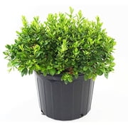Girards Pleasant White Azalea