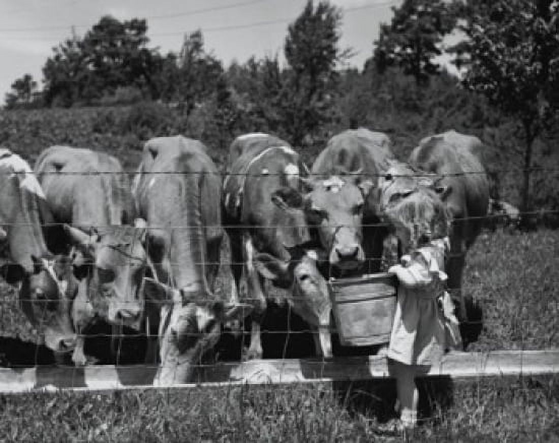 Girl feeding cows Canvas Art - (24 x 36)