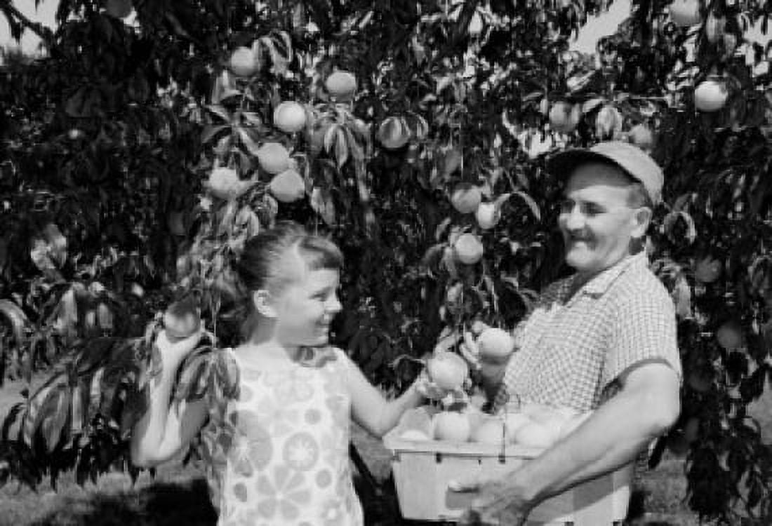 Girl helping grandfather pick up peaches from tree Canvas Art - (24 x 36)