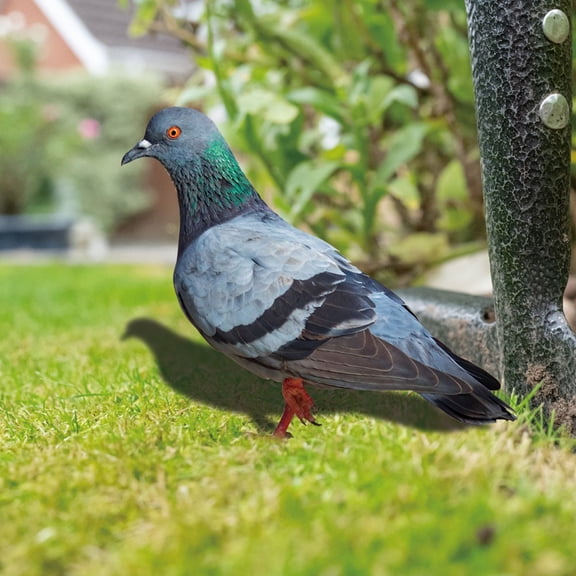 Girlsshop 2D Acrylic Garden Pigeon Statue Wild Pigeon Sculpture Yard Decor Farm Card,B