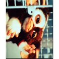 thumbnail image 1 of Gizmo In Cage In Gremlins 2: The New Batch Photo Print (16 x 20) - Item # MVM05561, 1 of 1