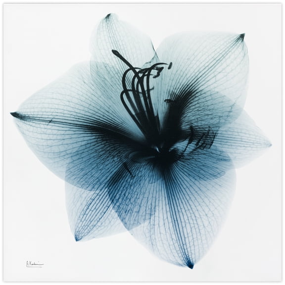 Glacial Amaryllis Frameless Free Floating 38 in x 38 in Painting Art Prints, by Empire Art