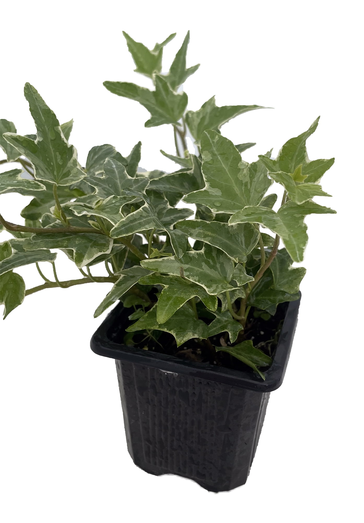 HIRT'S GARDENS Glacier English Ivy - Hedera - 2.5" Pot Indoors