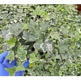 thumbnail image 1 of Glacier English Ivy Live Plant Variegated Ivy Vine Groundcover Houseplant 4"Pot, 1 of 1