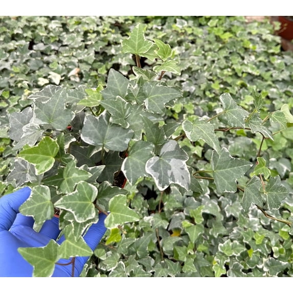 Glacier English Ivy Live Plant Variegated Ivy Vine Groundcover Houseplant 4"Pot