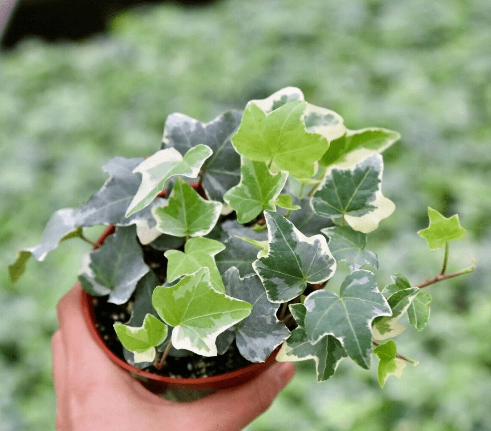 Glacier English Ivy Plant Live for Planting - Hedera Helix Glacier Plant -  4 Inch Pot - Walmart.com