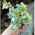 thumbnail image 1 of Glacier English Ivy Vine Trailing Ivy Plant Hedera Helix Climbing Variegated  Leaves Plant 4"Pot, 1 of 6