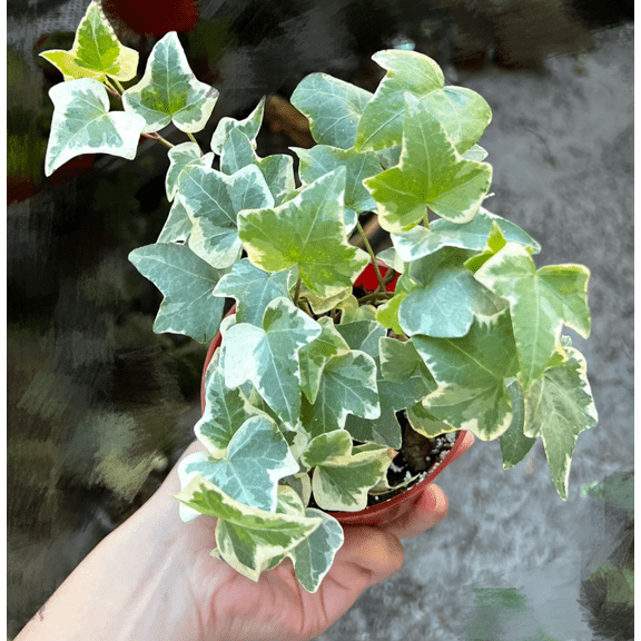 Glacier English Ivy Vine Trailing Ivy Plant Hedera Helix Climbing Variegated Leaves Plant 4"Pot
