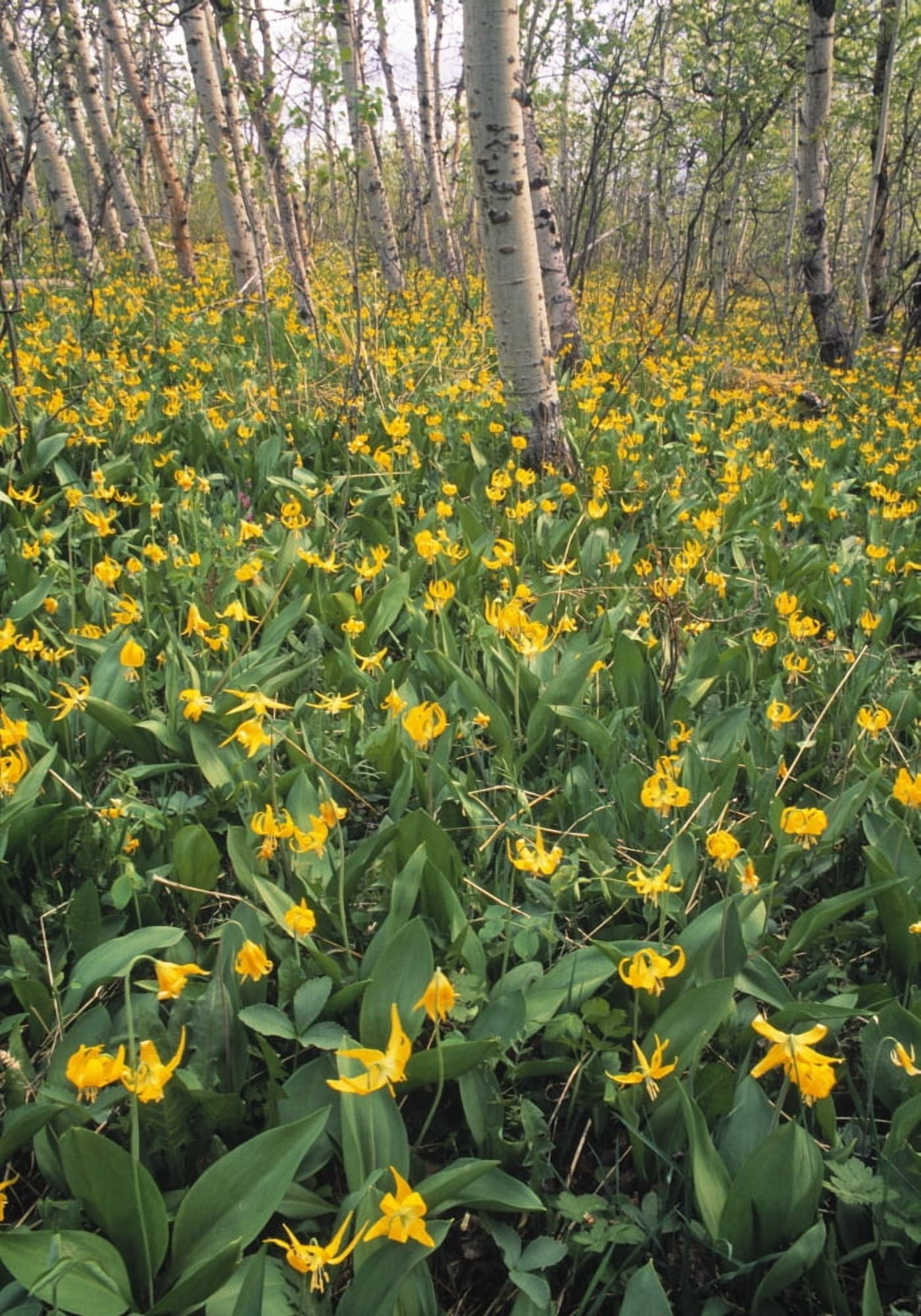 Glacier Lilies In Aspen Forest Waterton Lakes National Park Alberta Canvas Art - Darwin Wiggett Design Pics (11 x 16)