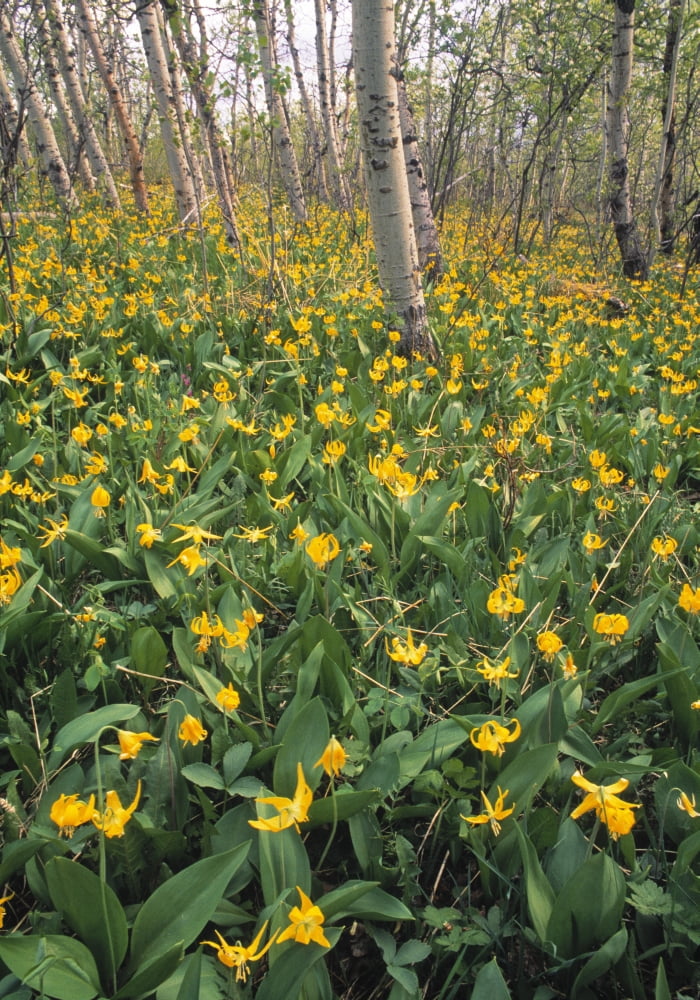 Glacier Lilies In Aspen Forest Waterton Lakes National Park Alberta Canvas Art - Darwin Wiggett Design Pics (22 x 32)