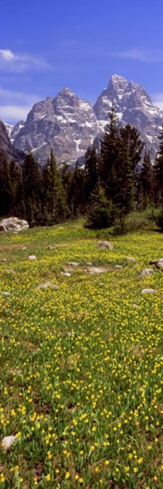 Glacier lilies on a field North Folk Cascade Canyon Grand Teton National Park Wyoming USA Canvas Art - Panoramic Images (36 x 12)